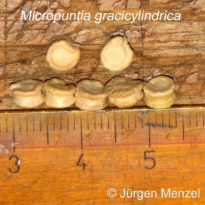 Micropuntia gracilicylindrica JM IMG 1610